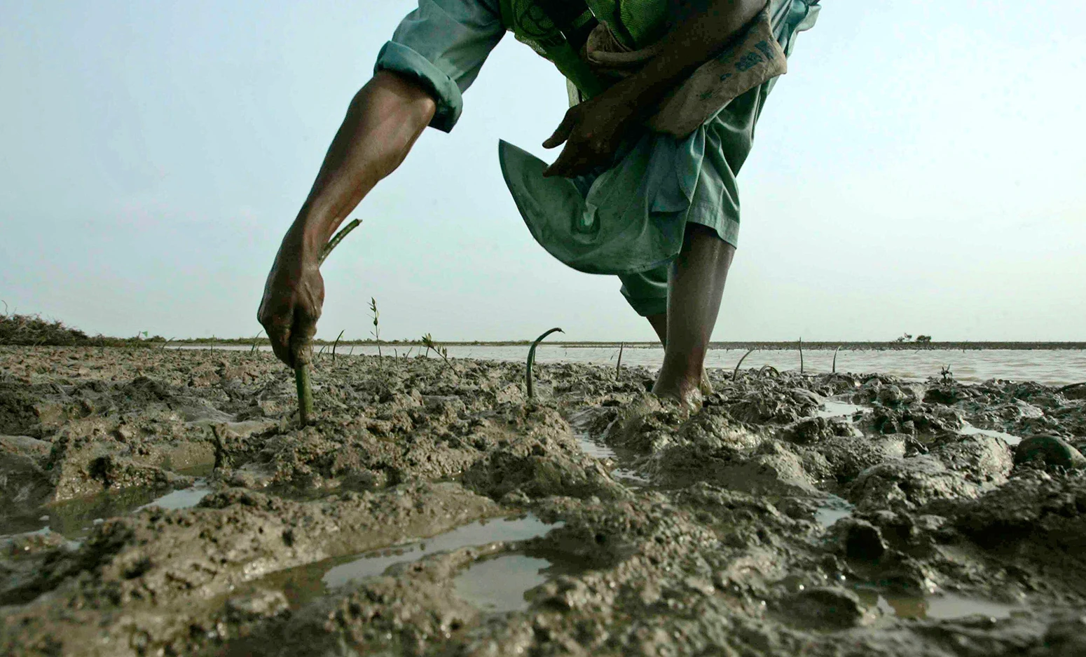 A volunteer plants red mangrove trees near the Arabian Sea, south of Karachi, Pakistan.